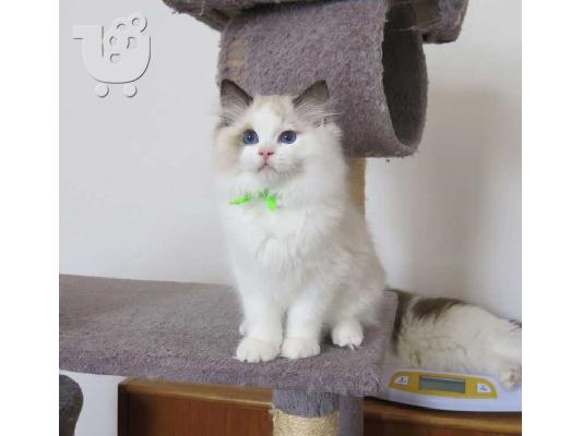 Αξιολάτρευτο και πιο χαριτωμένο γατάκι Ragdoll For Ever Homes...